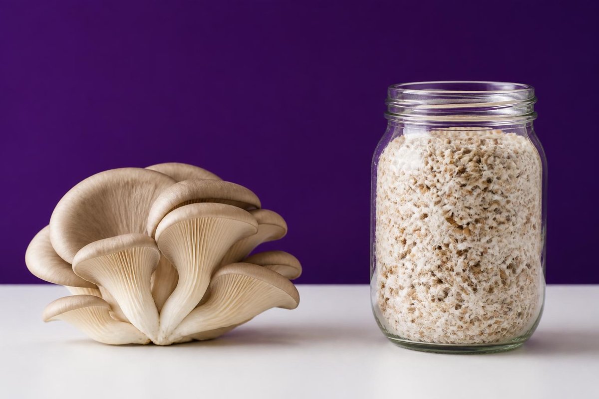 Oyster mushroom fruiting bodies next to a glass jar of grain colonized by white mushroom mycelium