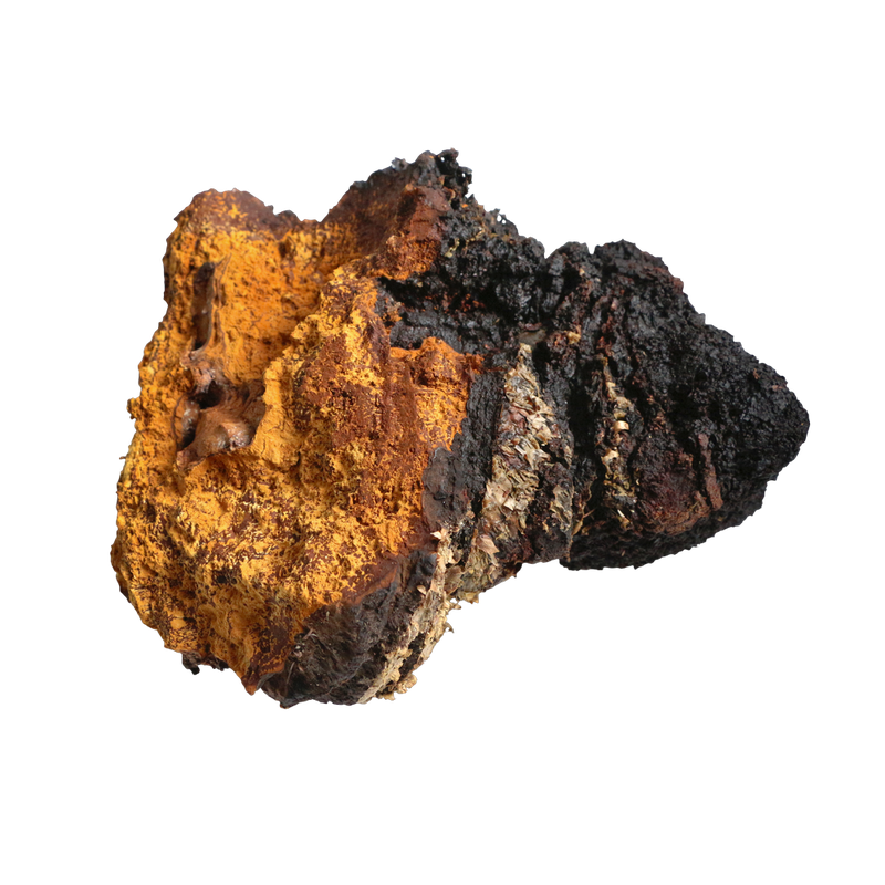 Chaga mushroom growing on a birch tree