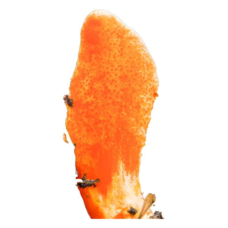 Cordyceps militaris mushroom