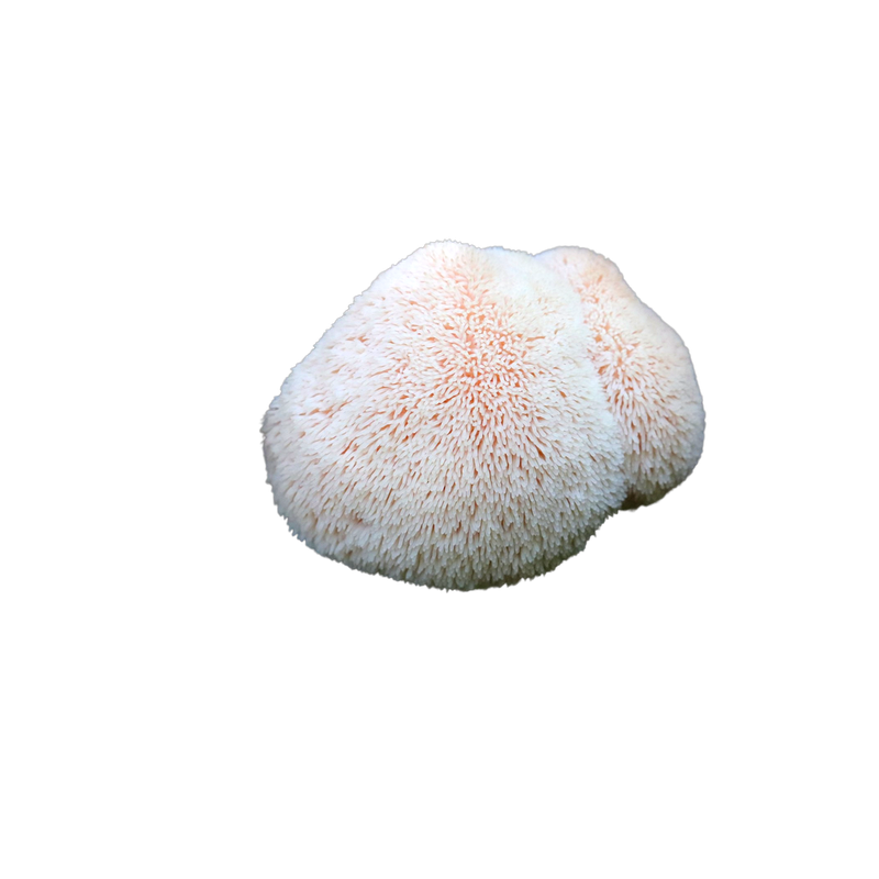Lion's mane mushroom