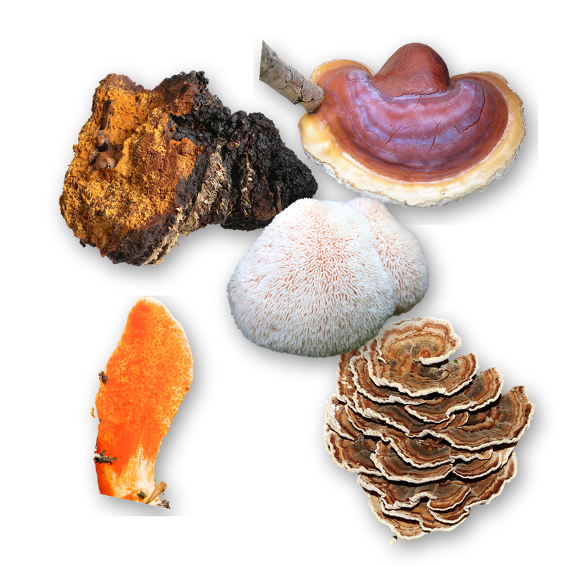 A blend of chaga, reishi, lion's mane, turkey tail, and cordyceps mushrooms