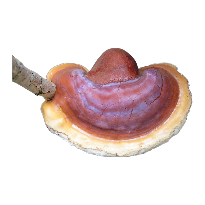Reishi mushroom