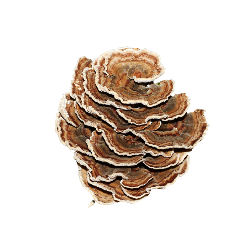 Turkey tail mushroom